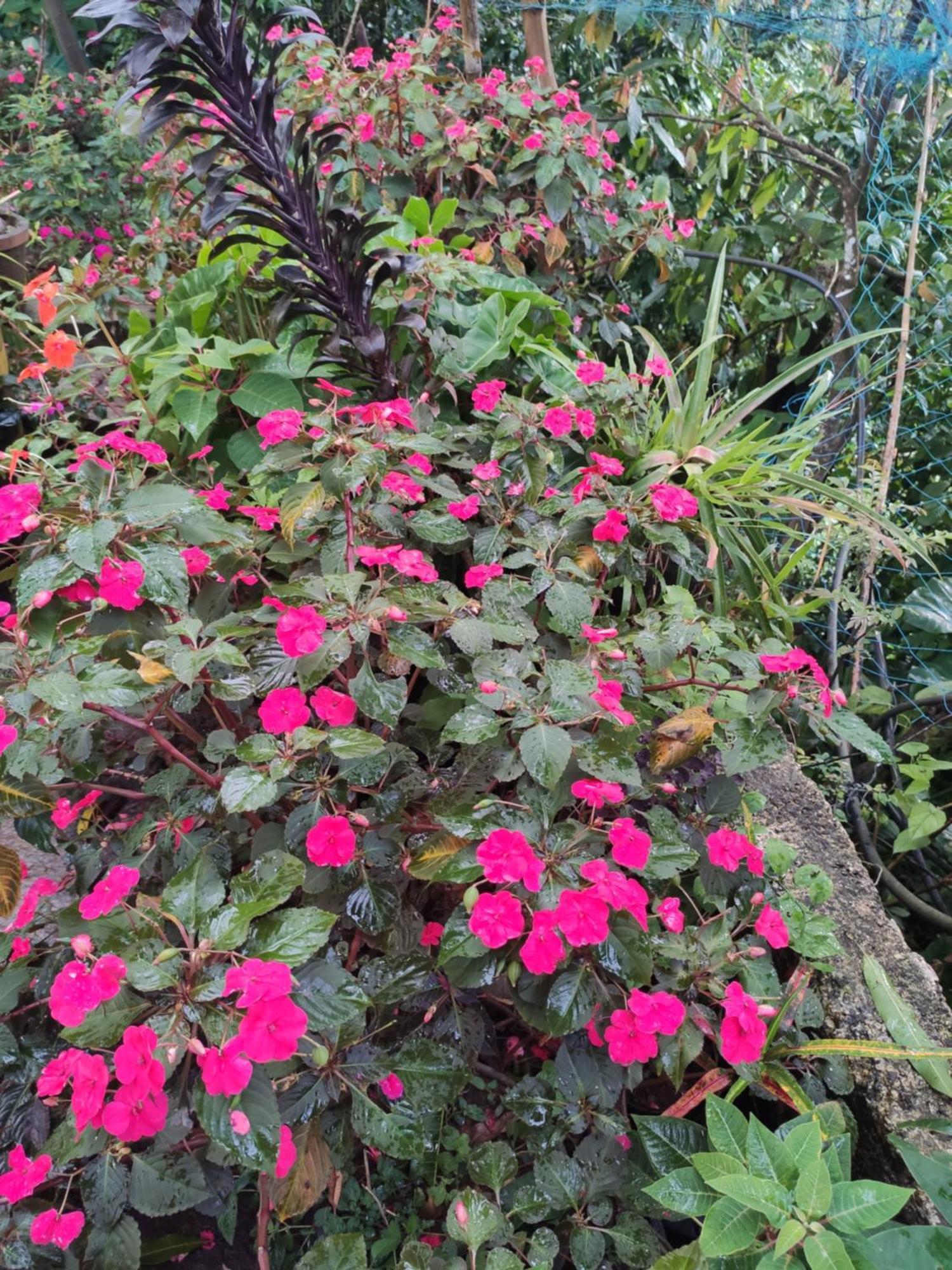 Soly'S Villa Homestay Munnar Room photo